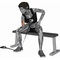 Band Concentration Curl illustration