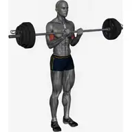 Barbell Bicep Curl Close Grip illustration