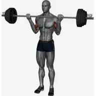 Barbell Bicep Curl Wide Grip illustration