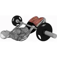 Barbell Glute Bridge illustration