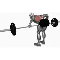 Barbell Pendlay Row illustration