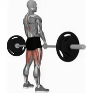 Barbell Sumo Romanian Deadlift illustration