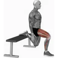 Bulgarian Split Squat illustration