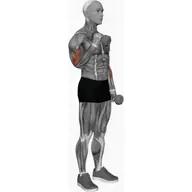 Dumbbell Hammer Curl illustration
