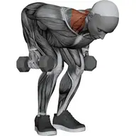 Dumbbell Pendlay Row illustration
