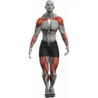 Jumping Jack illustration