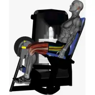 Seated Leg Curl Machine illustration