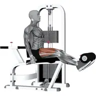Seated Leg Extension_both Legs illustration