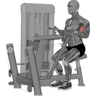 Seated Row Machine Rows illustration